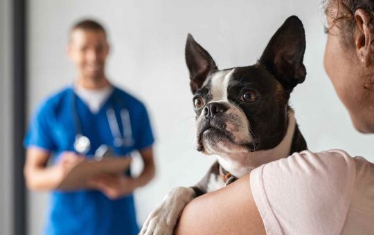 Bonus animali domestici come richiederlo, spese veterinarie e medicinali