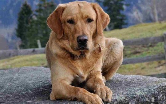 Labrador Retriver