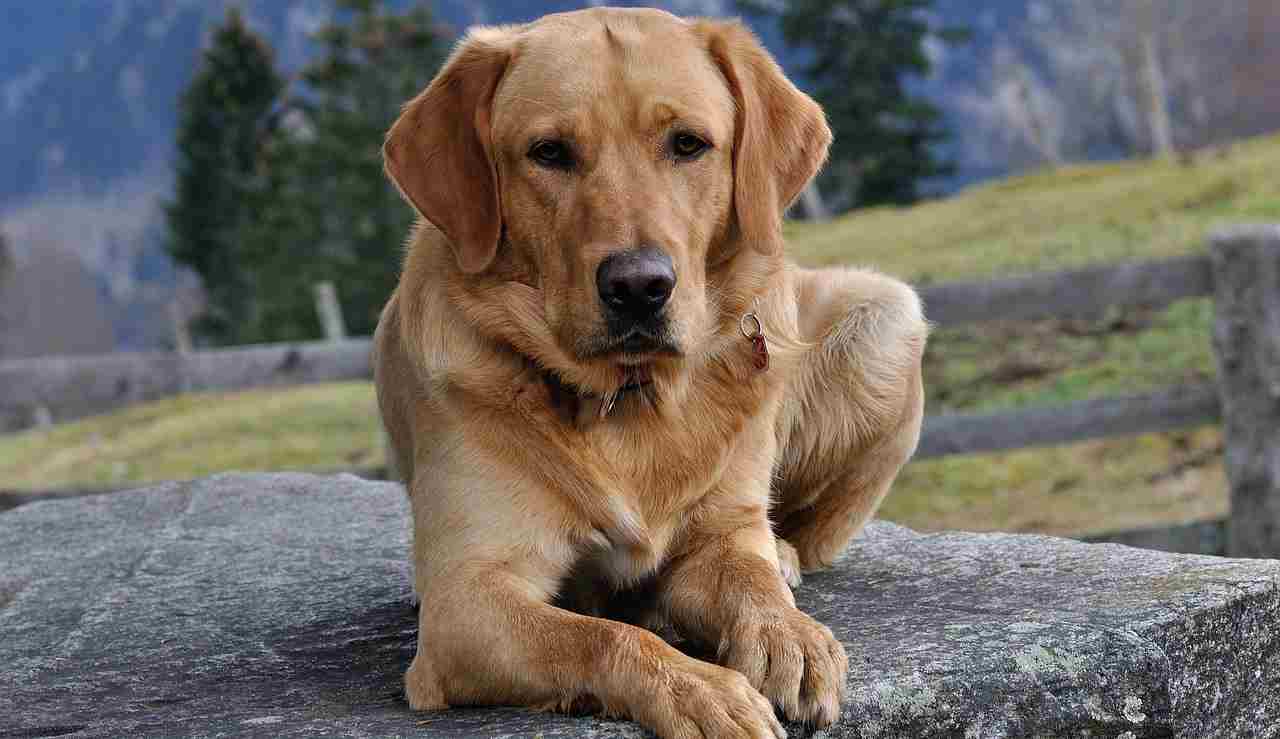 Labrador Retriver